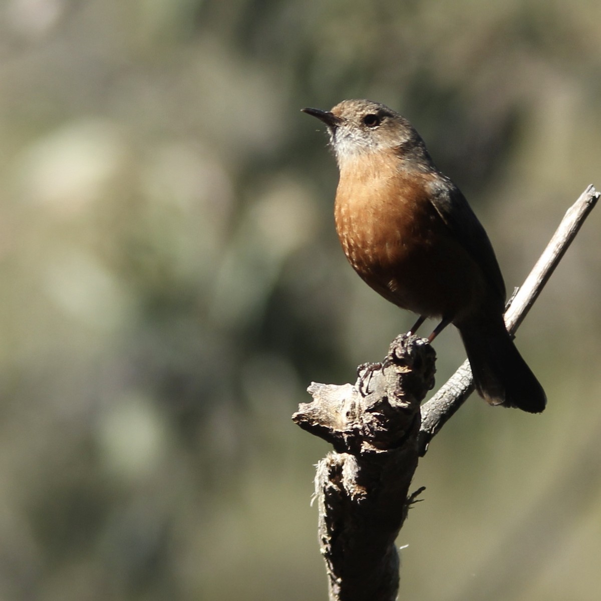 Rockwarbler - ML608287933