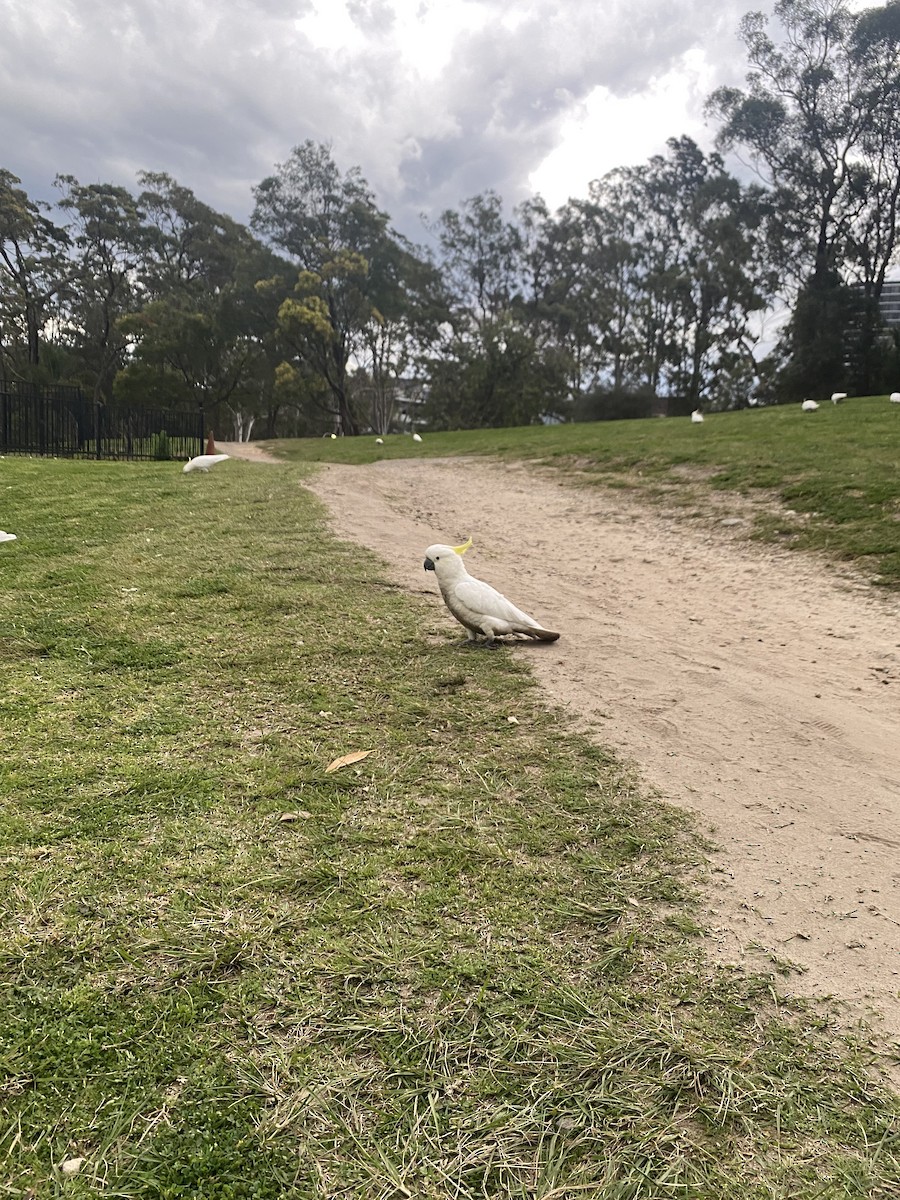 Sulphur-crested Cockatoo - ML608287963
