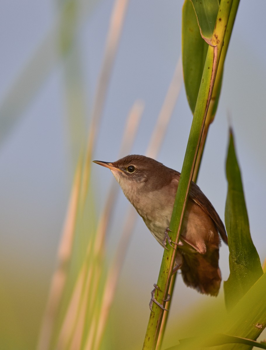 Savi's Warbler - ML608288104