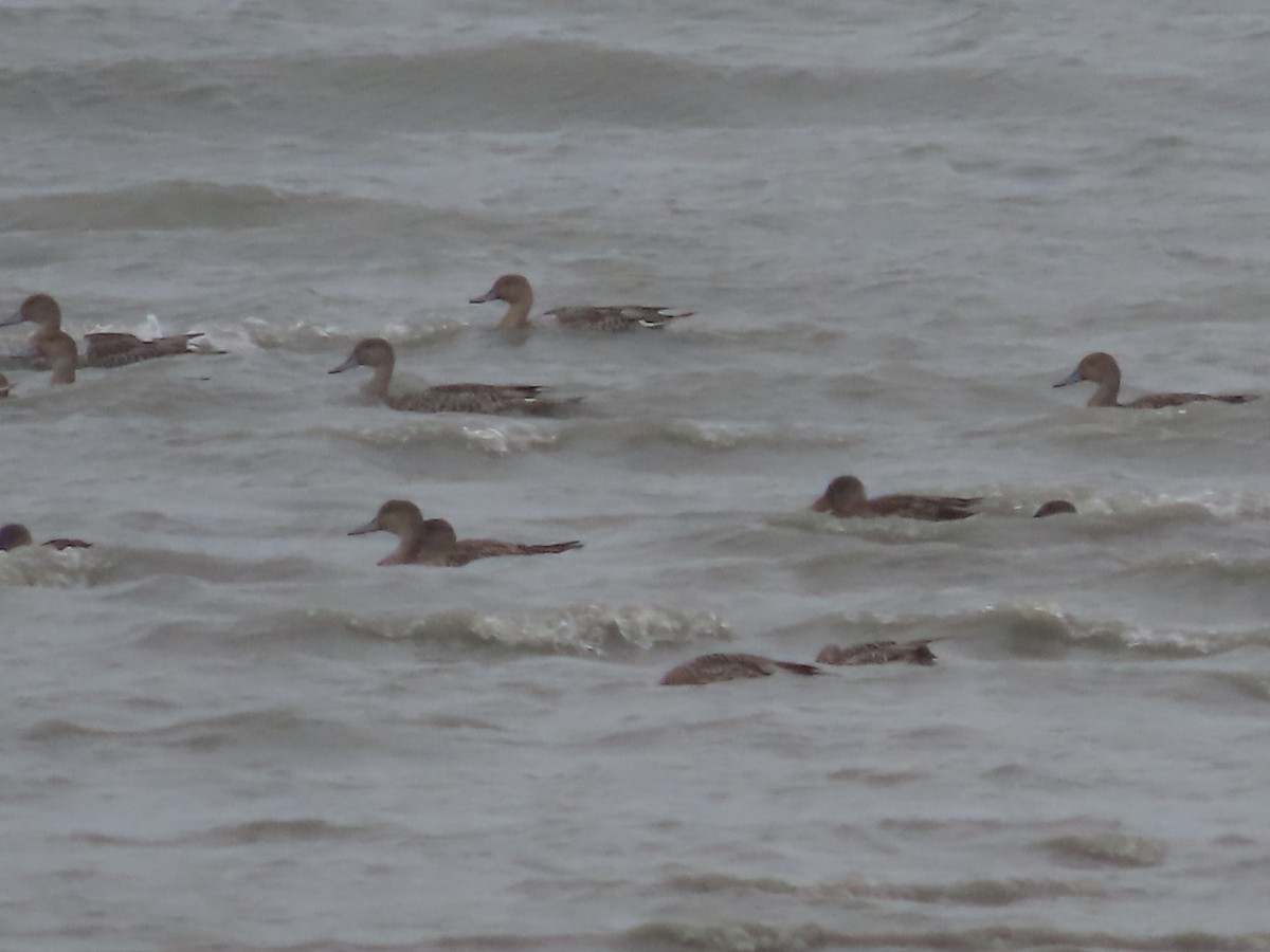 Northern Pintail - ML608288105