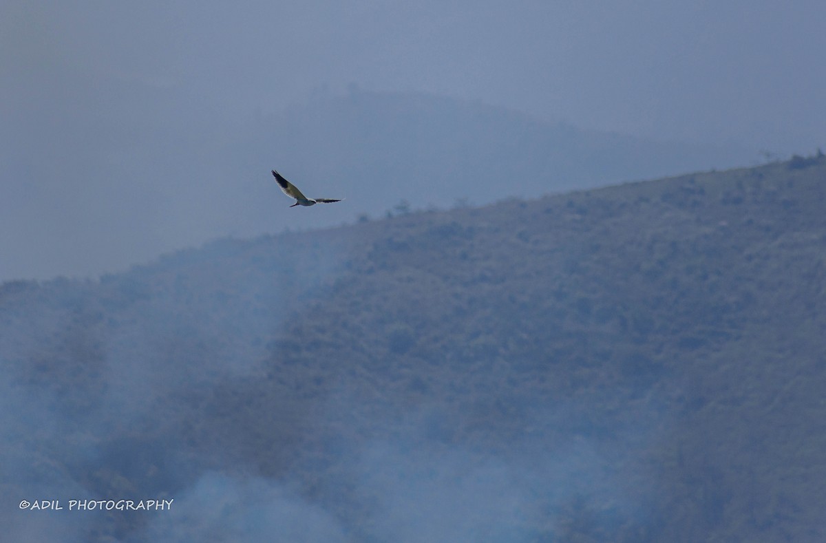 Black-winged Kite - ML608288107