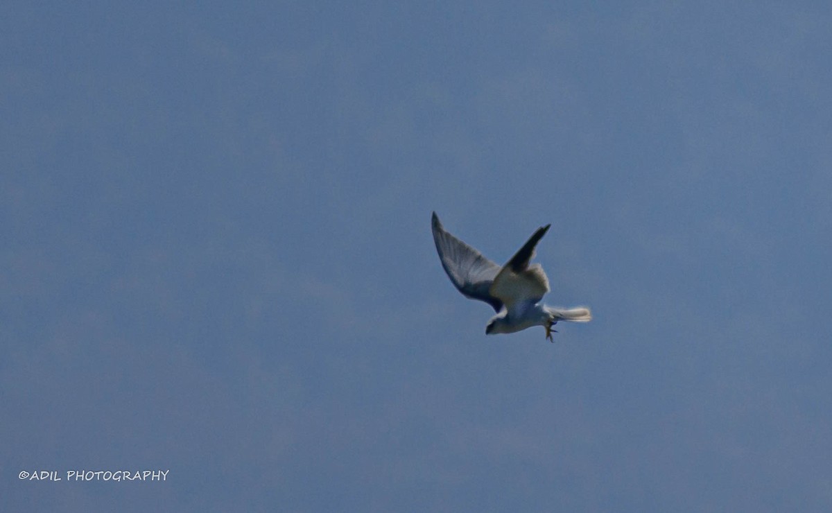 Black-winged Kite - ML608288108