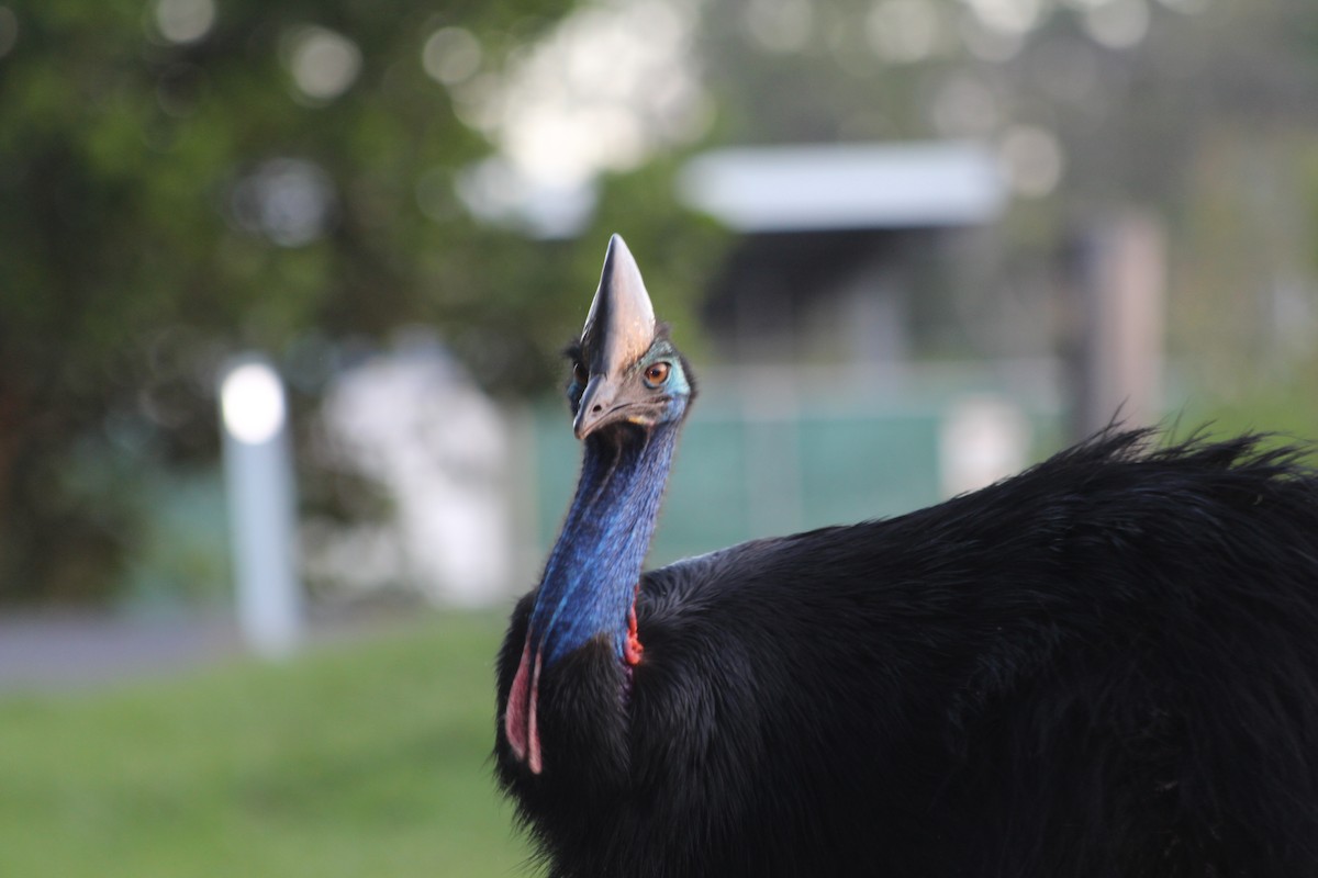 Southern Cassowary - Xander Vissering