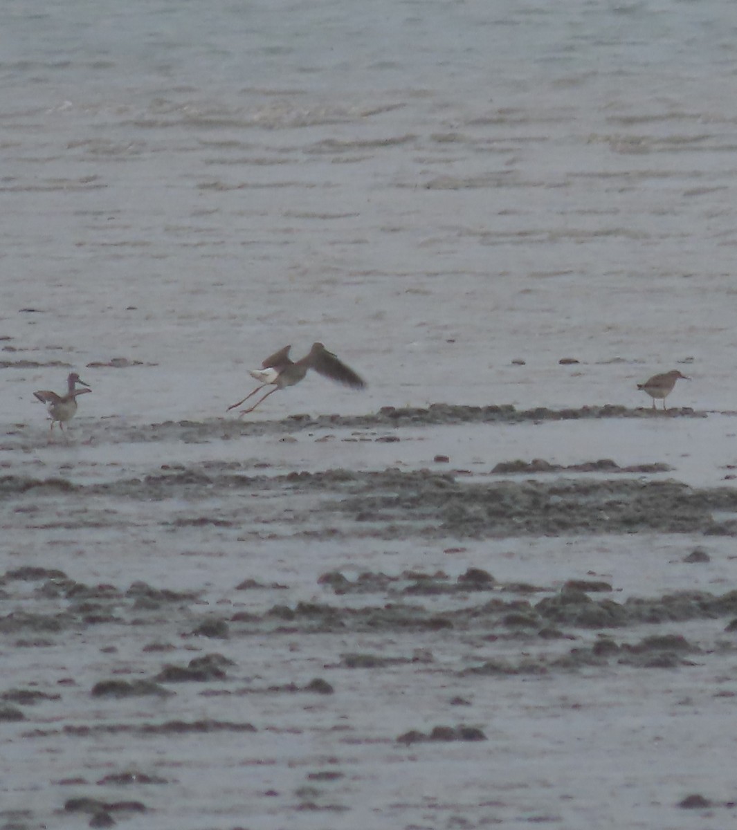 Stilt Sandpiper - Laura Burke