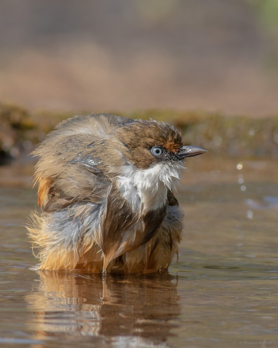 Ak Boğazlı Gevezeardıç - ML608288184