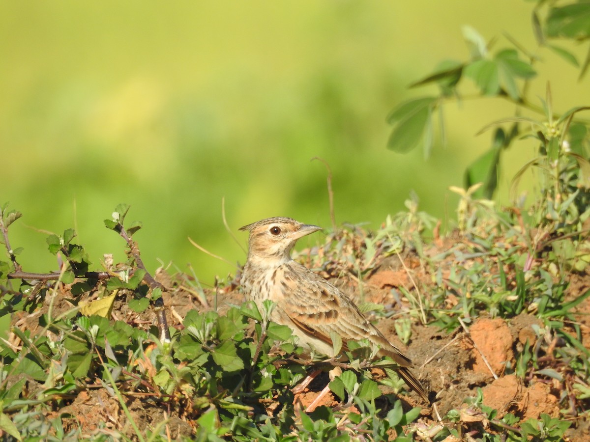 Malabar Lark - Muhammed Niyas