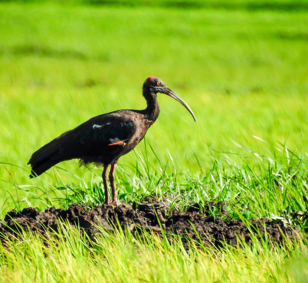 Red-naped Ibis - ML608288217