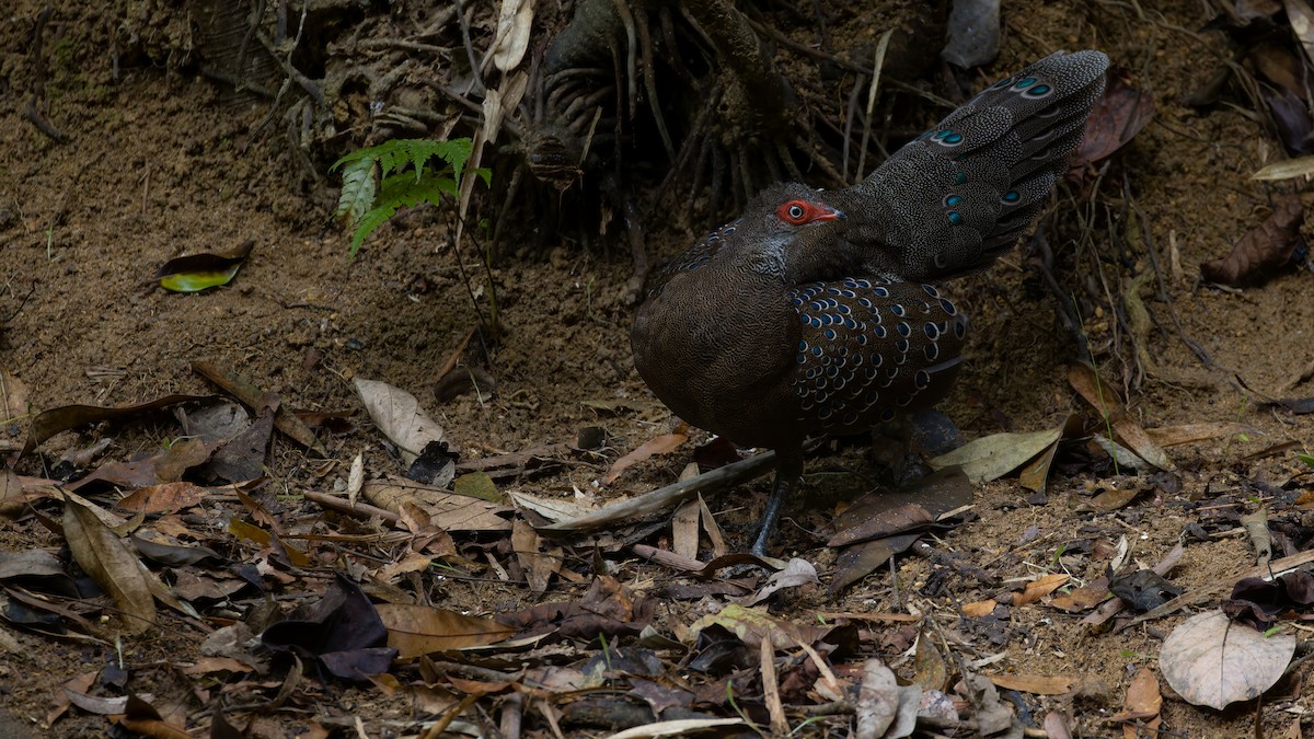 Hainan Peacock-Pheasant - ML608288224