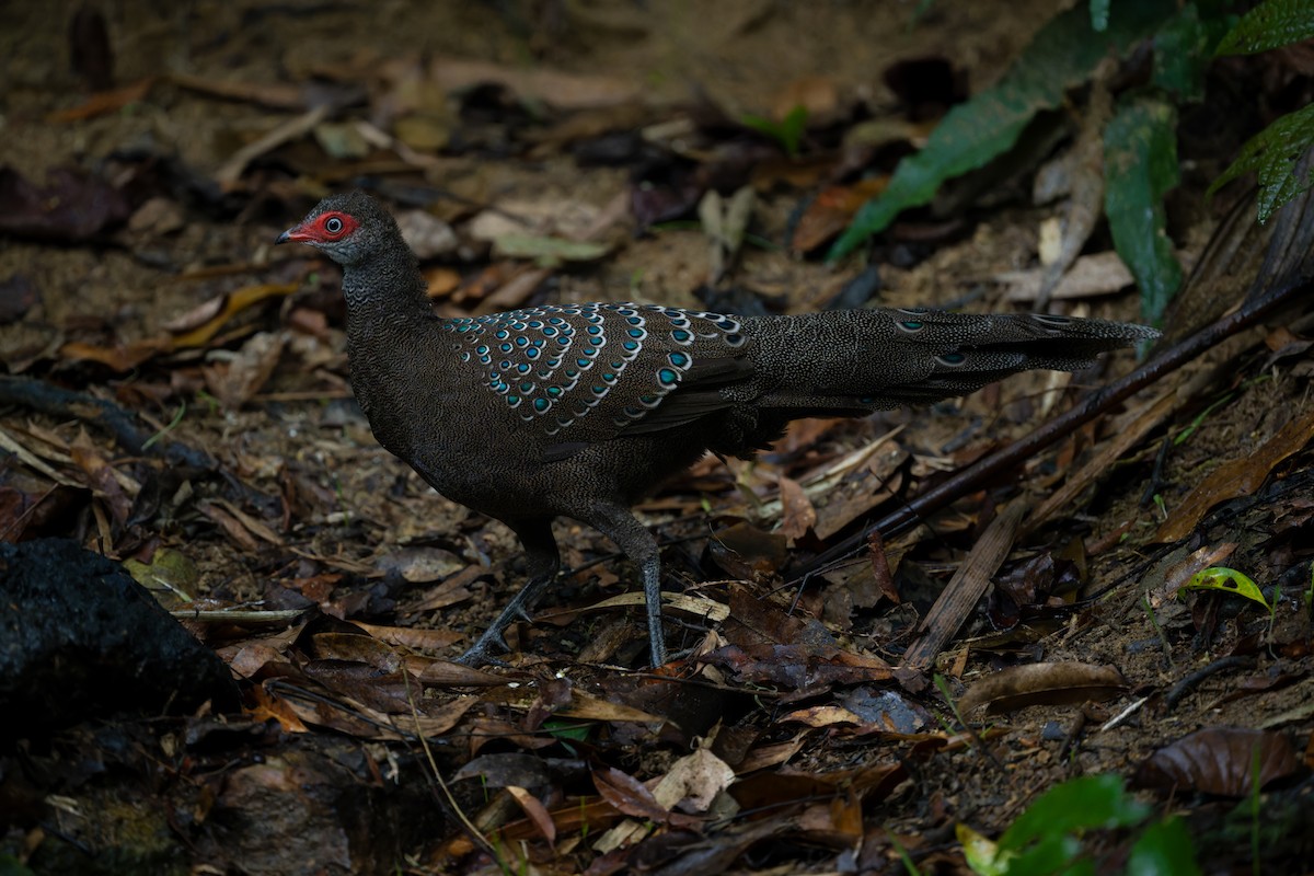 Hainan Peacock-Pheasant - 俊峰 于