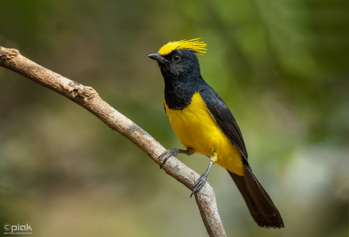 Sultan Tit - Sopheak Lim