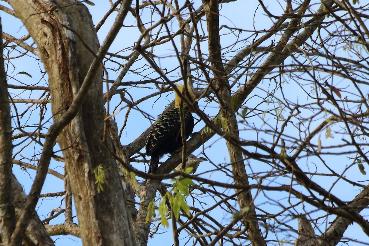 Blond-crested Woodpecker - FELIX AGUADO PEREZ