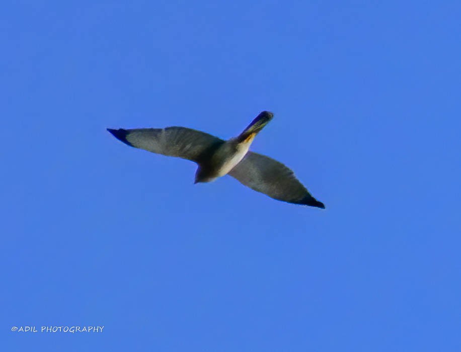 Black-winged Kite - ML608288369