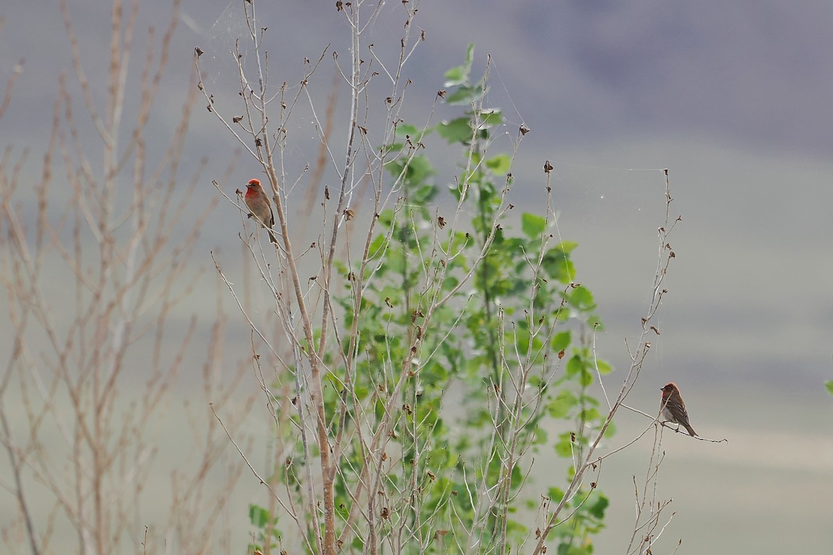Common Rosefinch - Leijun Zhuang