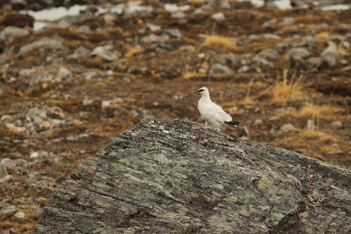 Rock Ptarmigan - ML608288504