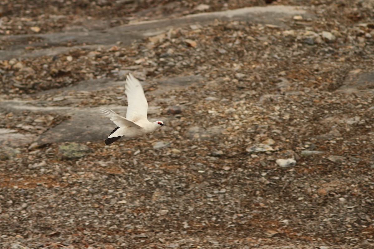 Rock Ptarmigan - ML608288505