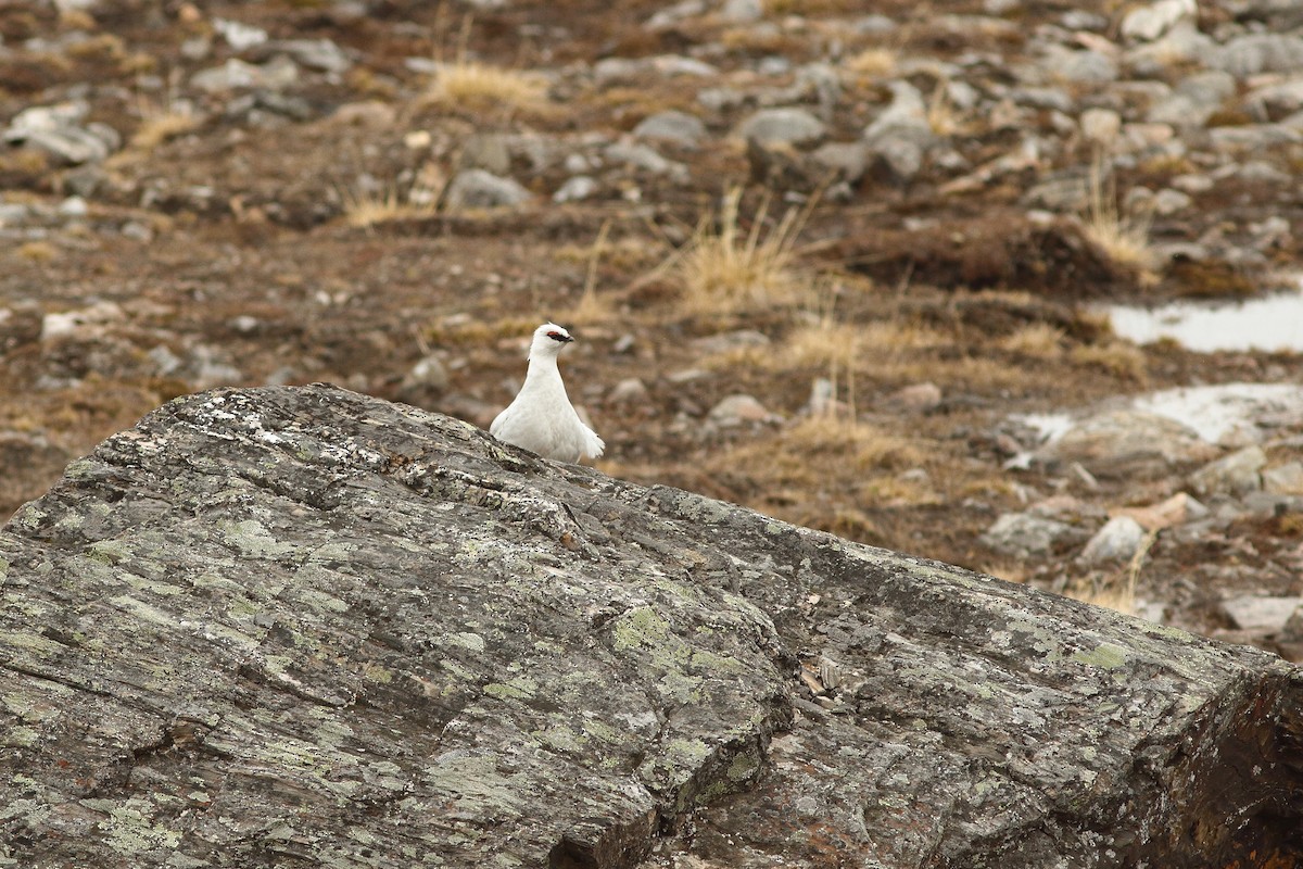 Rock Ptarmigan - ML608288508