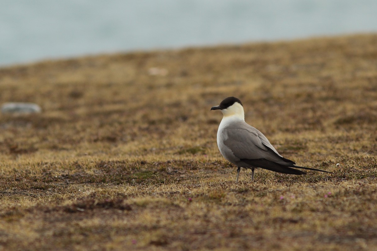 Long-tailed Jaeger - ML608288524