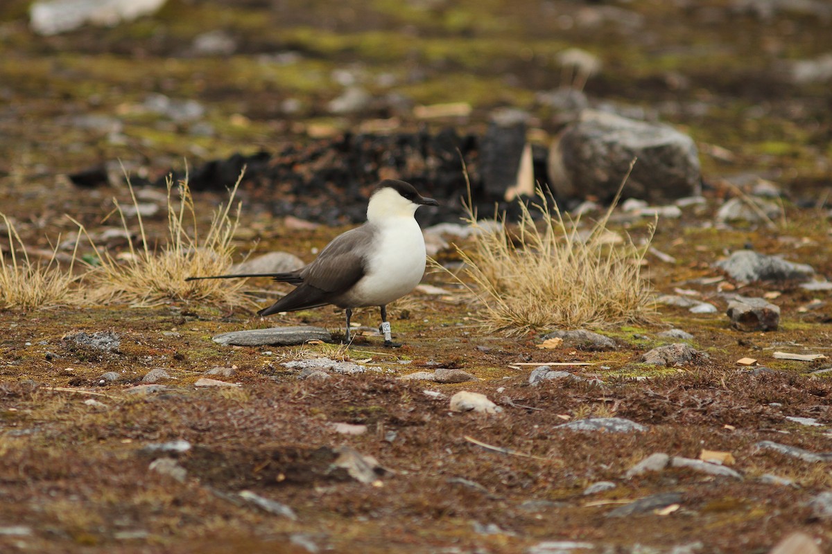 Long-tailed Jaeger - ML608288526