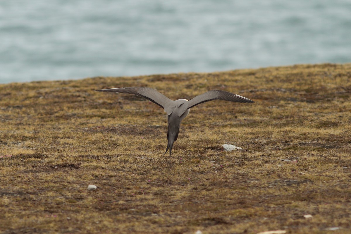 Long-tailed Jaeger - ML608288528