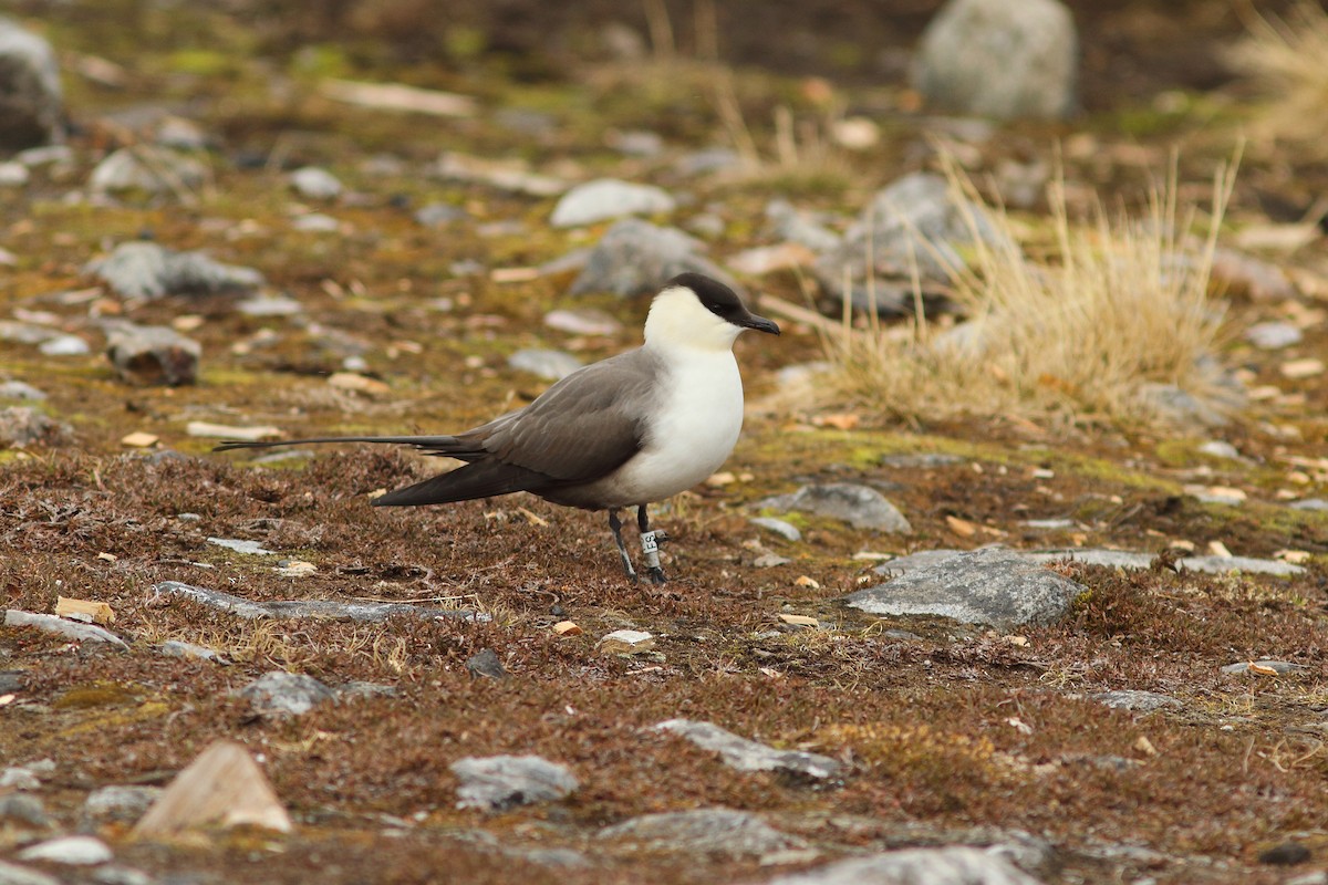Long-tailed Jaeger - ML608288529