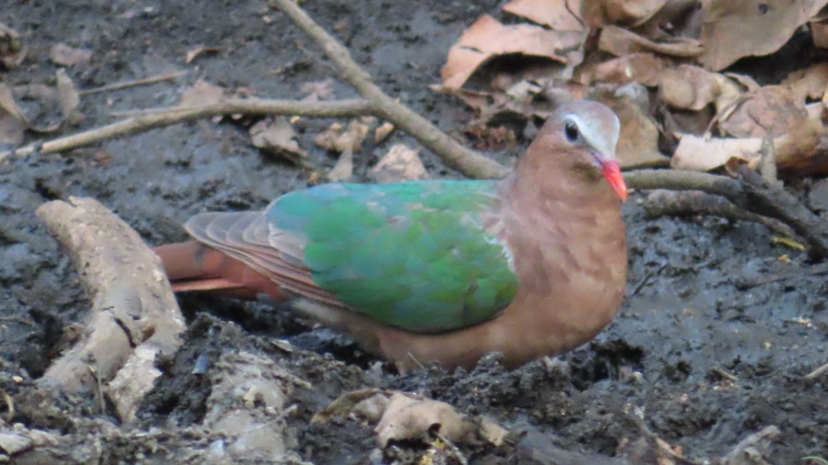 Asian Emerald Dove - ML608288577