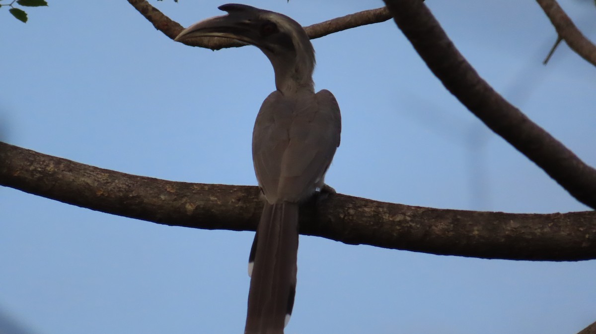 Cálao Gris Indio - ML608288621