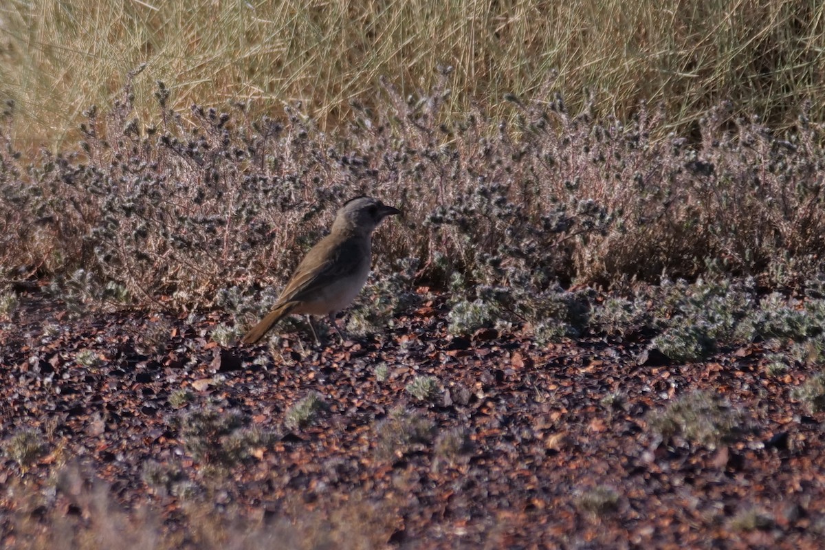 Crested Bellbird - ML608288730