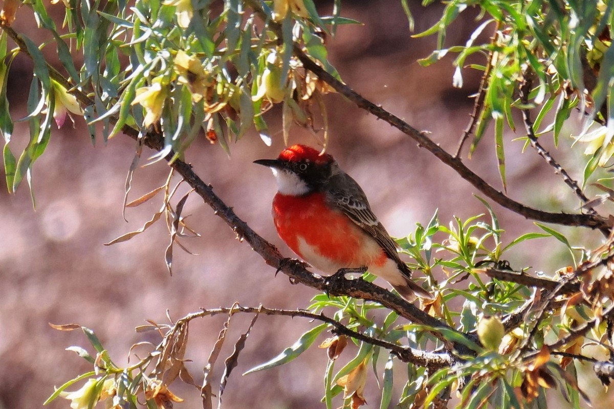 Crimson Chat - ML608288745