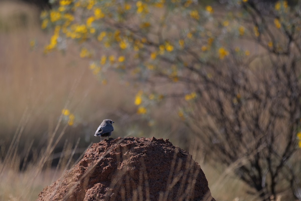 Black-faced Woodswallow - ML608288749