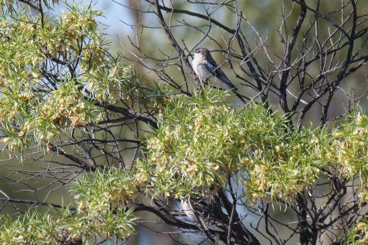 White-winged Triller - ML608288788