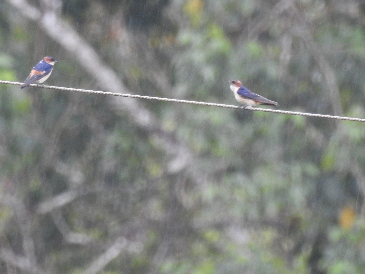 Red-rumped Swallow - ML608289007