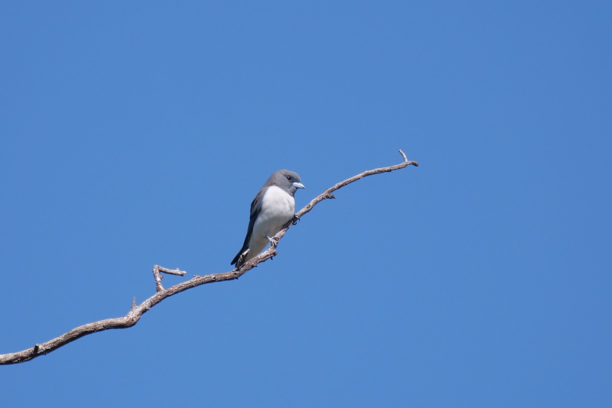 White-breasted Woodswallow - ML608289034