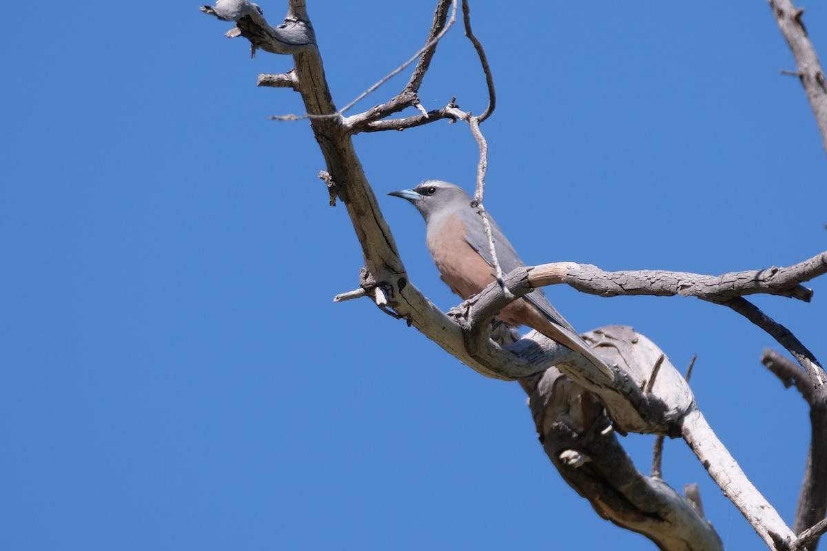 White-browed Woodswallow - ML608289035
