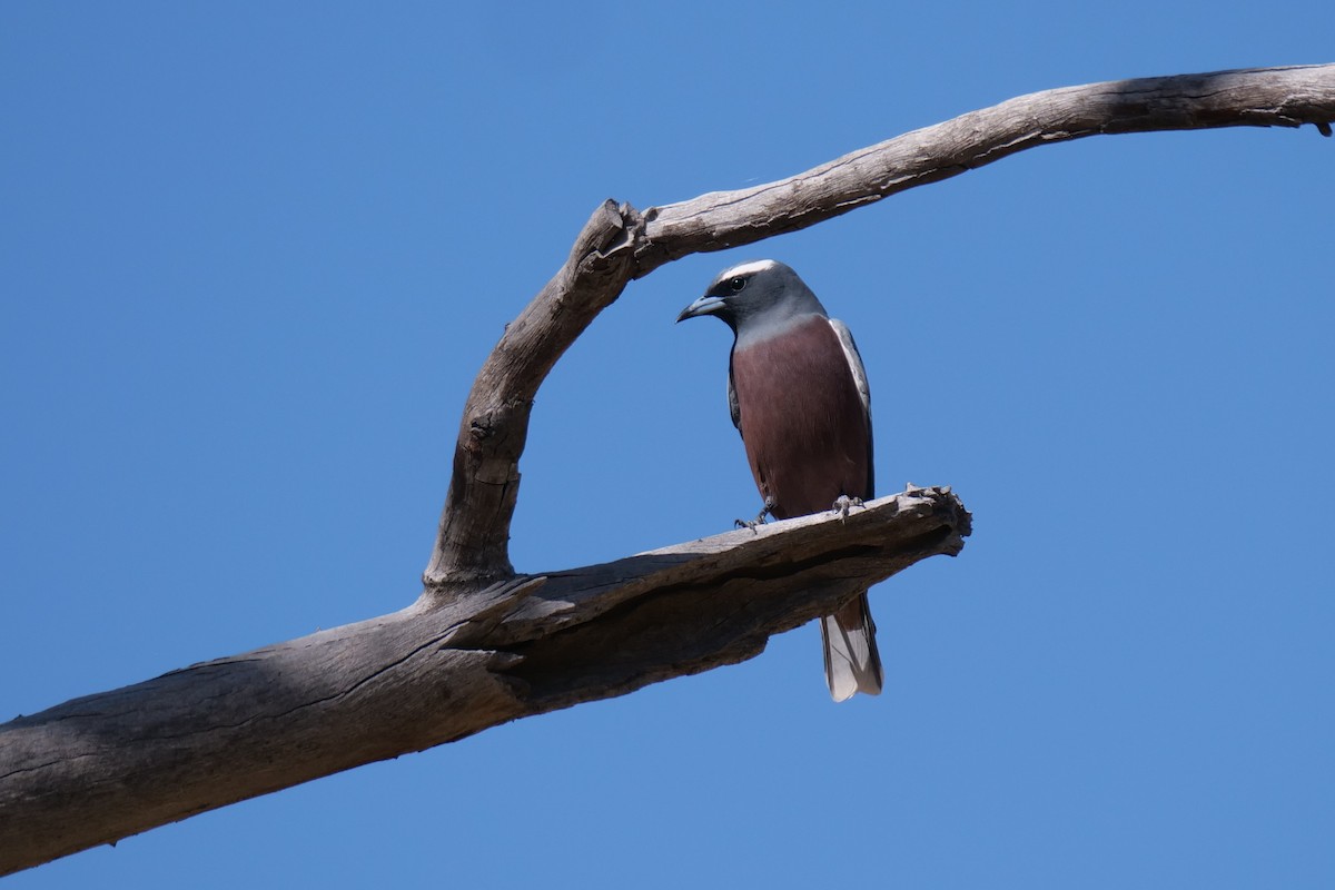 White-browed Woodswallow - ML608289040