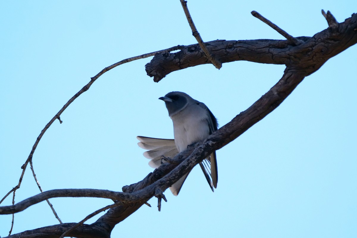 Masked Woodswallow - ML608289041