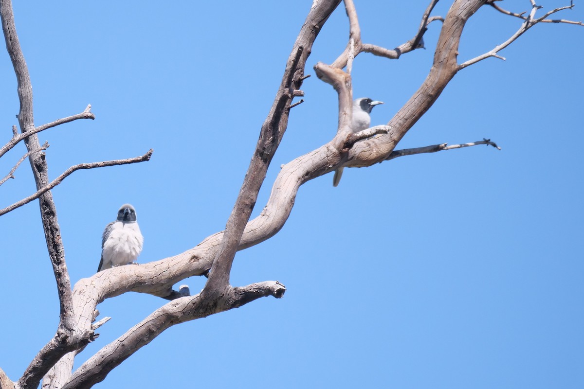 Masked Woodswallow - ML608289043