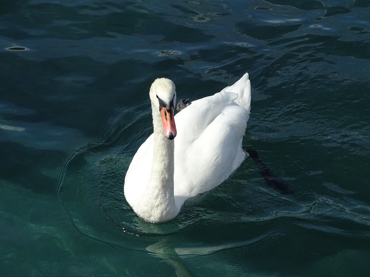 Mute Swan - Juanjo Mateos