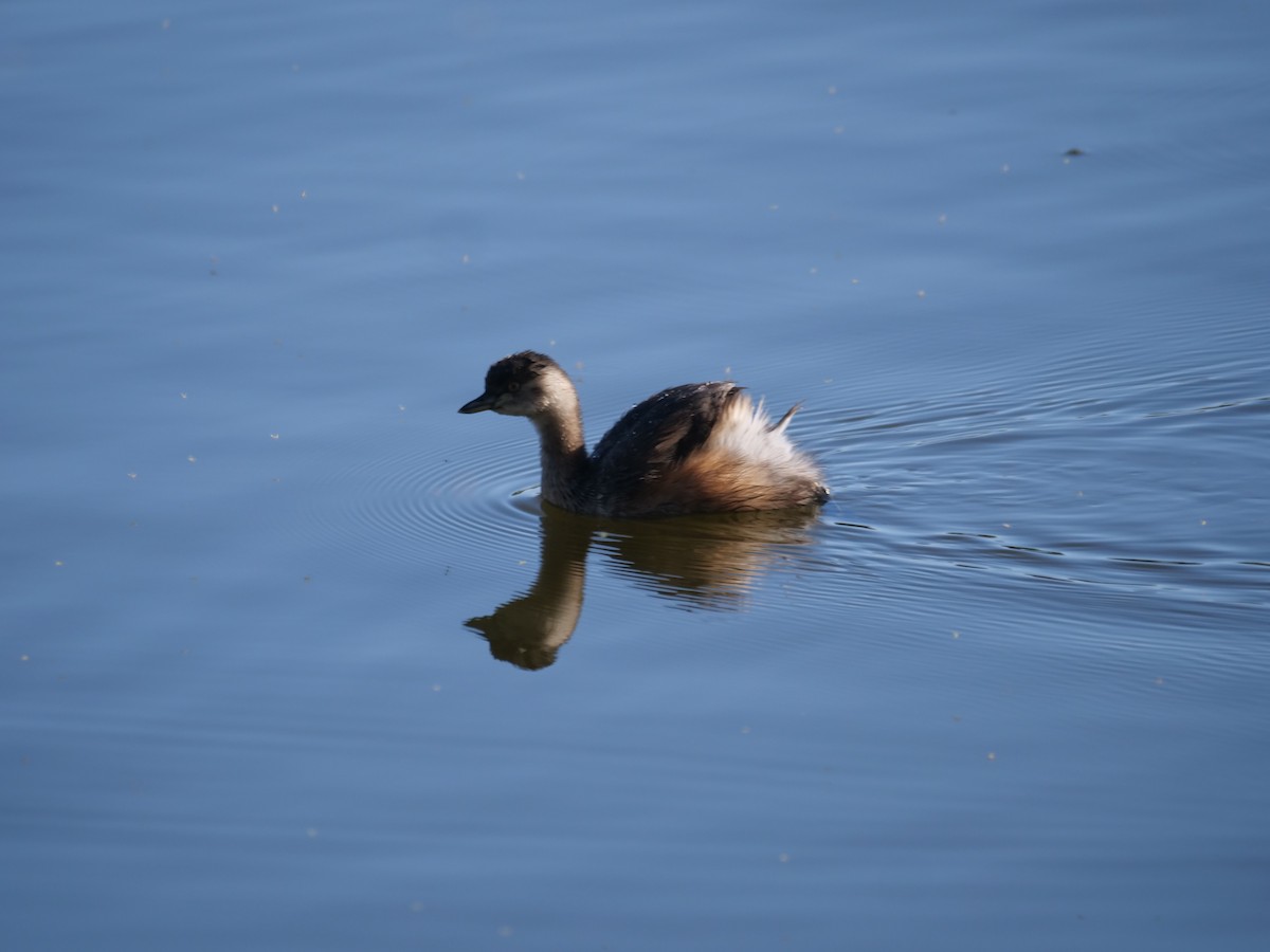 Australasian Grebe - ML608289117