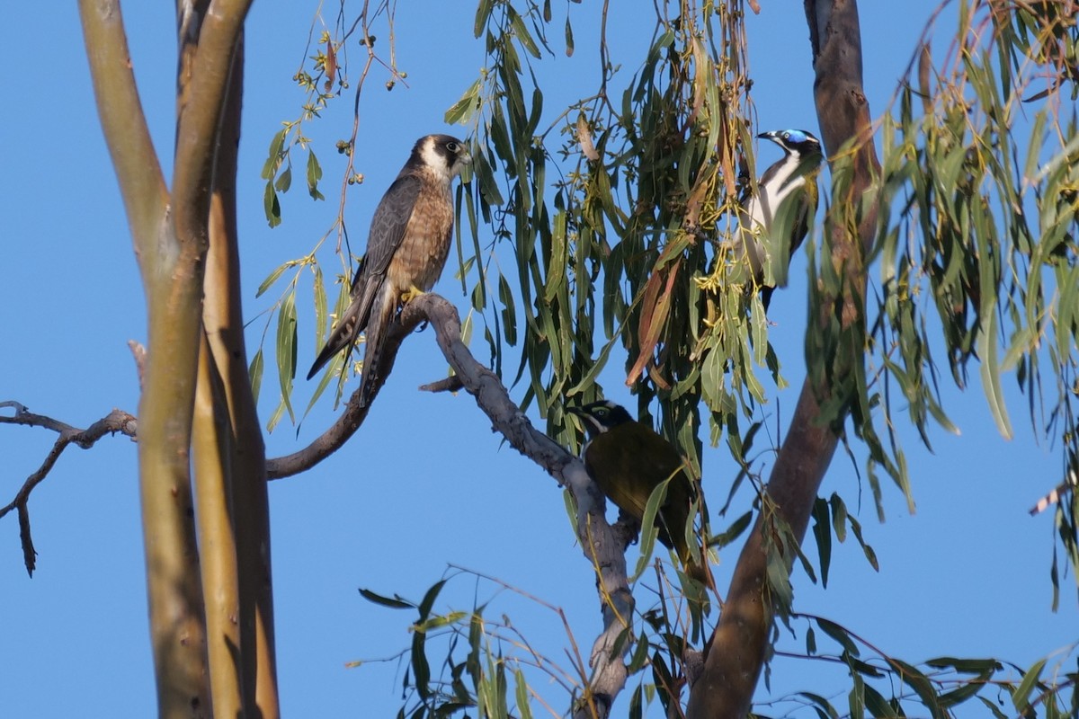 Australian Hobby - ML608289128