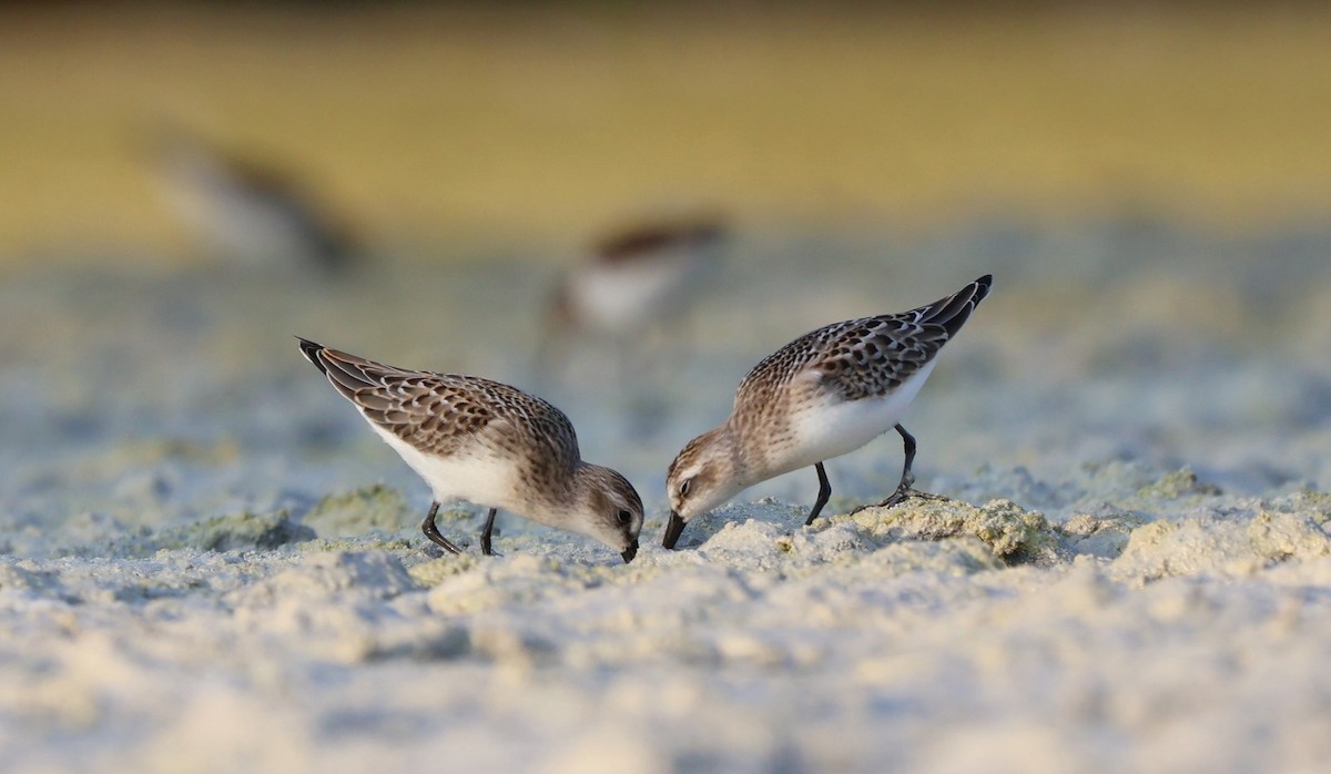 Semipalmated Sandpiper - ML608289130