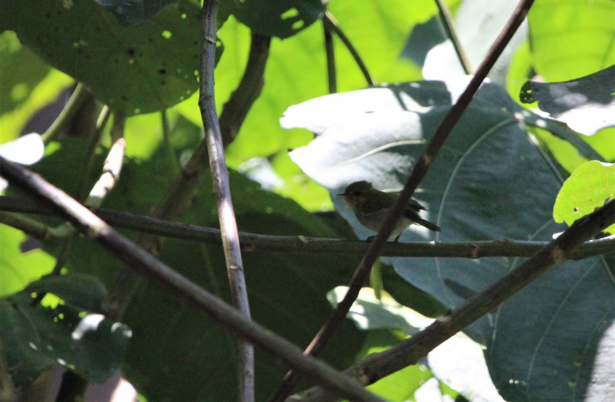 Mosquitero Carirrojo - ML608289222