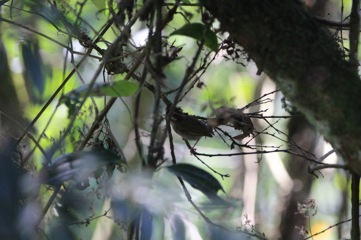 White-browed Crombec - Quim Minoves