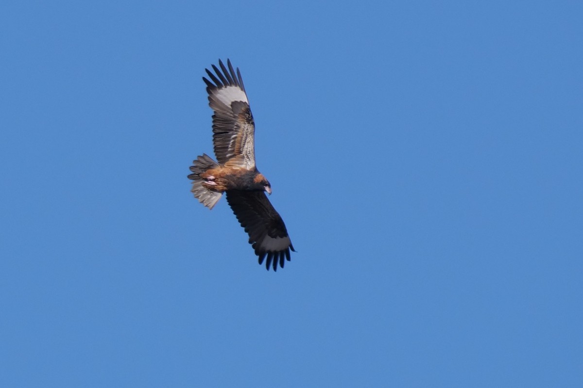 Black-breasted Kite - ML608289250