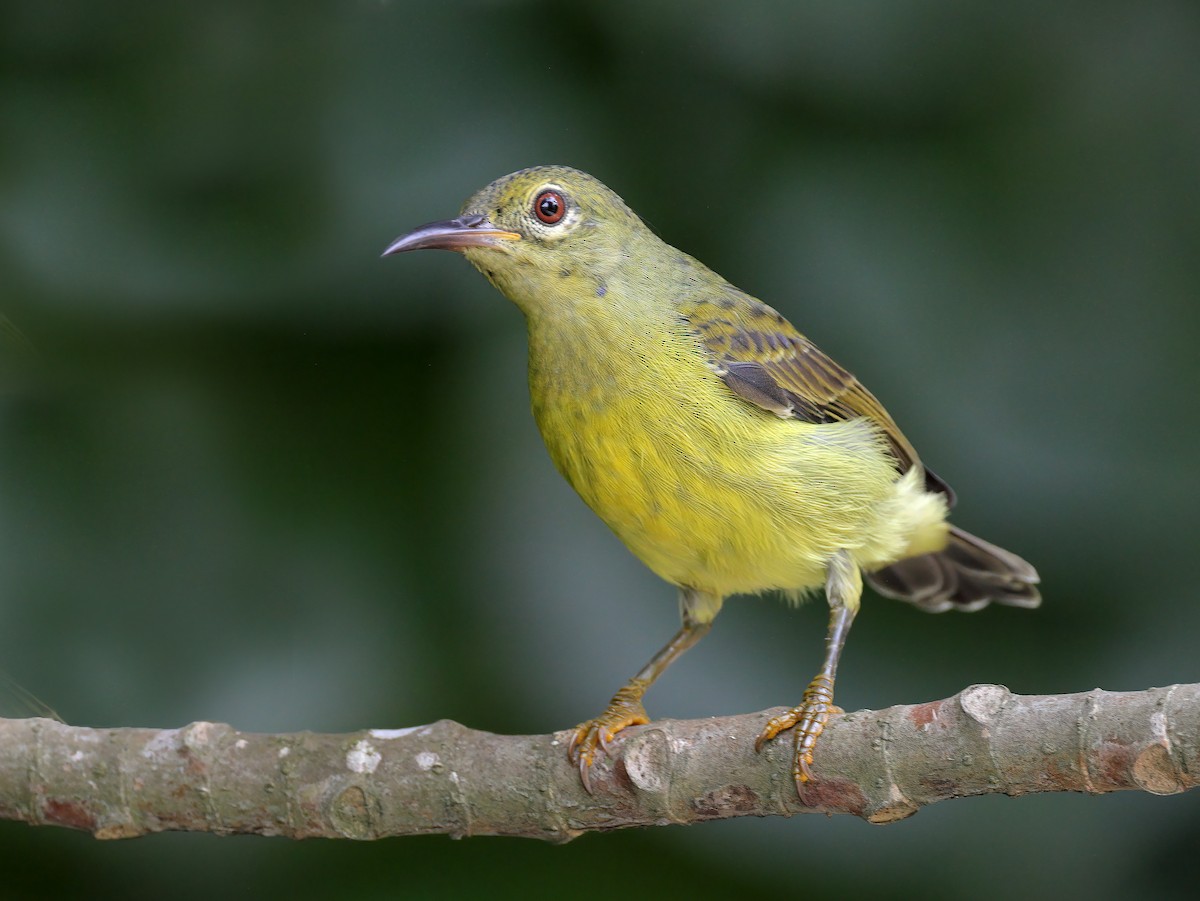 Brown-throated Sunbird - ML608289371