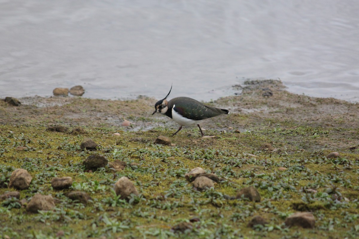 Northern Lapwing - ML608289493