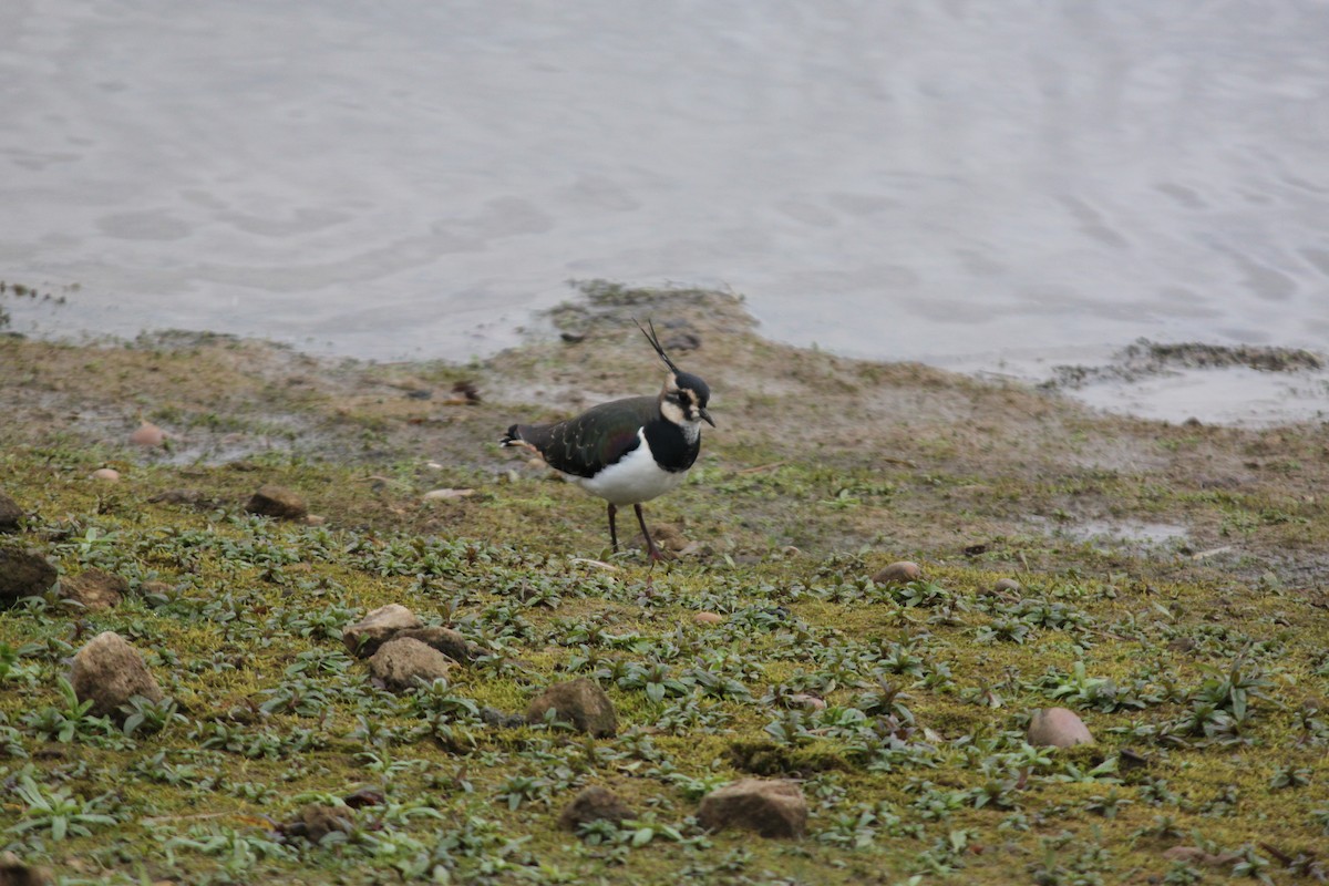 Northern Lapwing - ML608289496