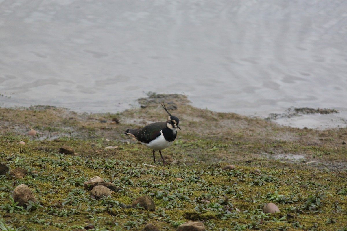 Northern Lapwing - ML608289498