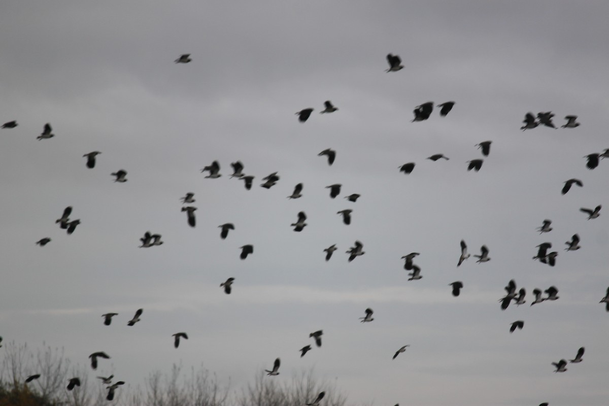 Northern Lapwing - ML608289500