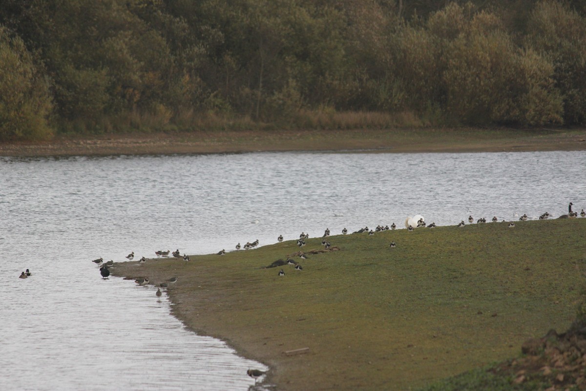 Northern Lapwing - ML608289525