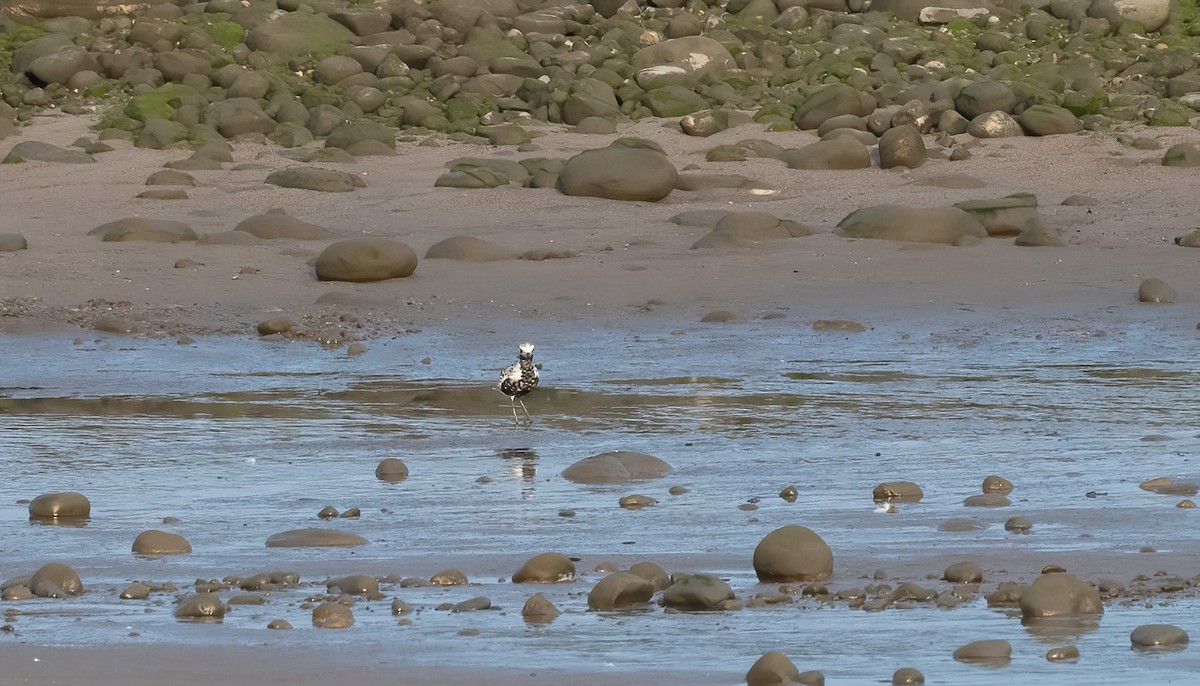 Black-bellied Plover - ML608289612